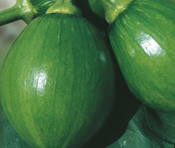 Zucchini squash - 풋호박