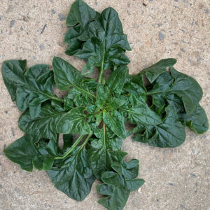 ! Spinach winter - 포항초, 섬초 시금치