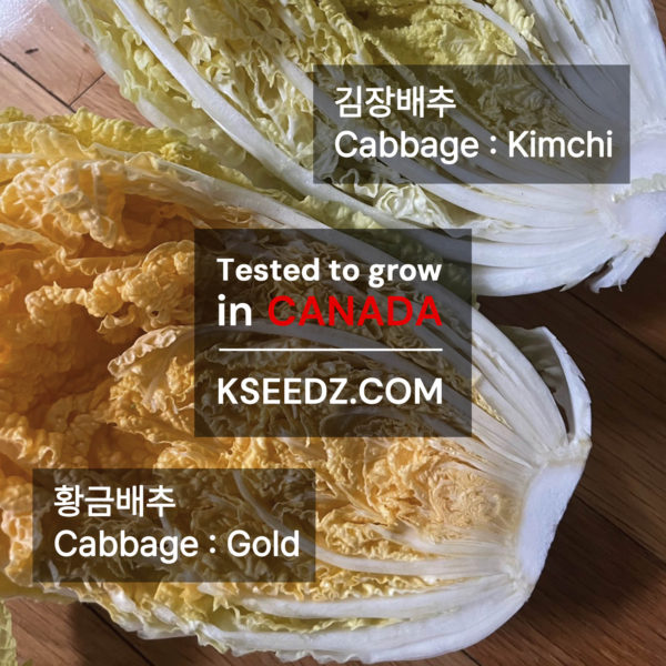 Kimchi cabbage : GOLD - 황금배추 - Image 2