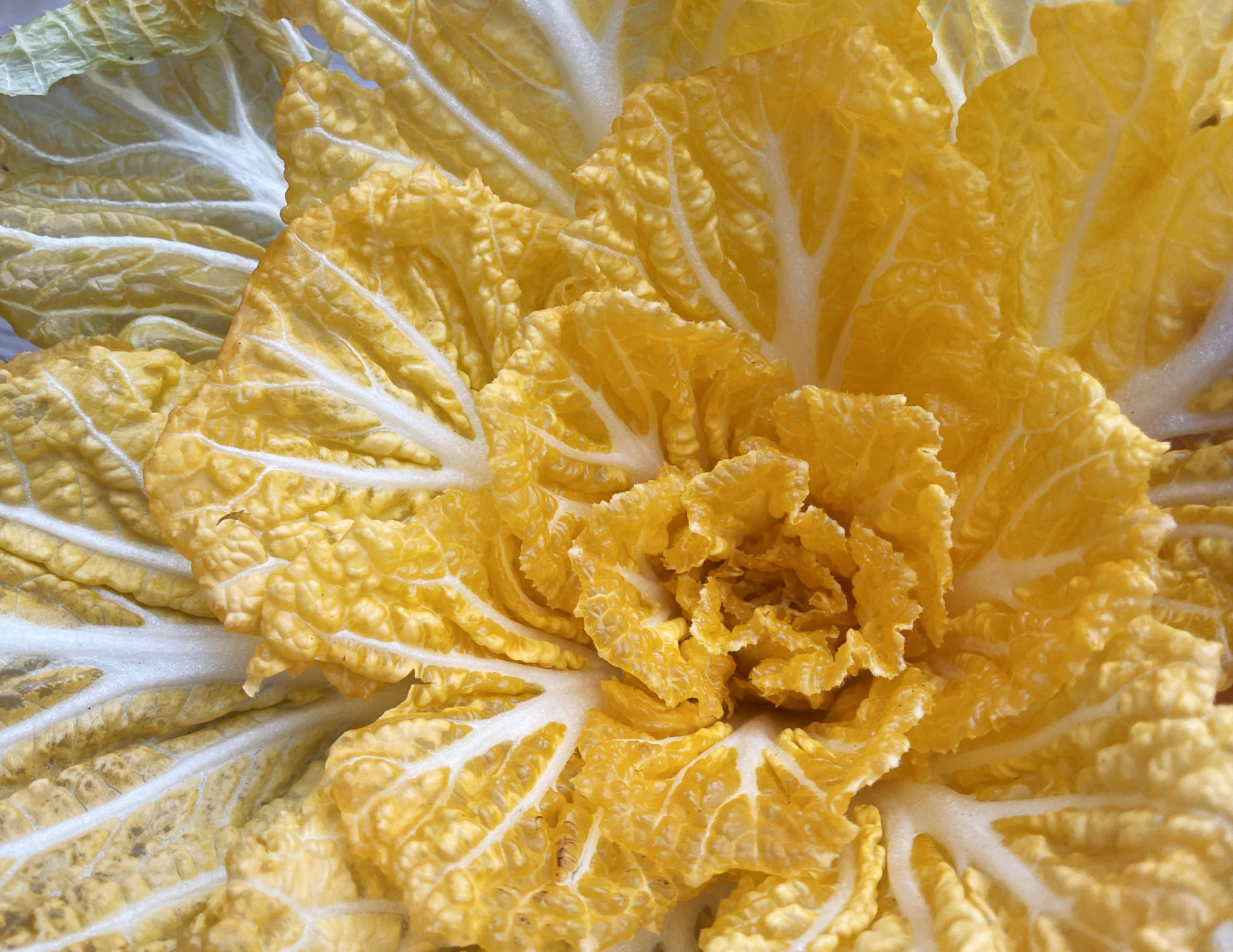 Kimchi cabbage GOLD 황금배추 Kseedz