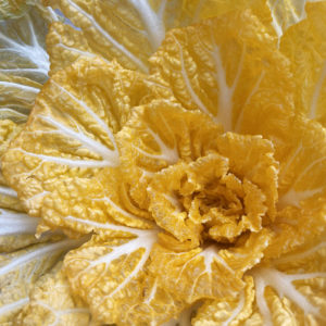Kimchi cabbage : GOLD - 황금배추