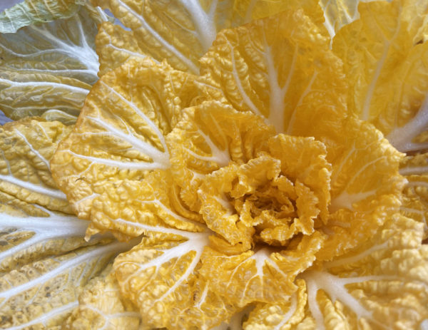 Kimchi cabbage : GOLD - 황금배추