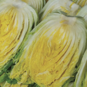 Kimchi cabbage : Spring - 봄배추