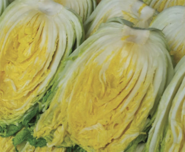 Kimchi cabbage : Spring - 봄배추