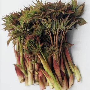 Goat's beard - 눈개승마,삼나물