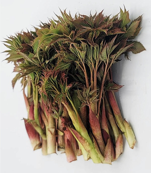 Goat's beard - 눈개승마,삼나물