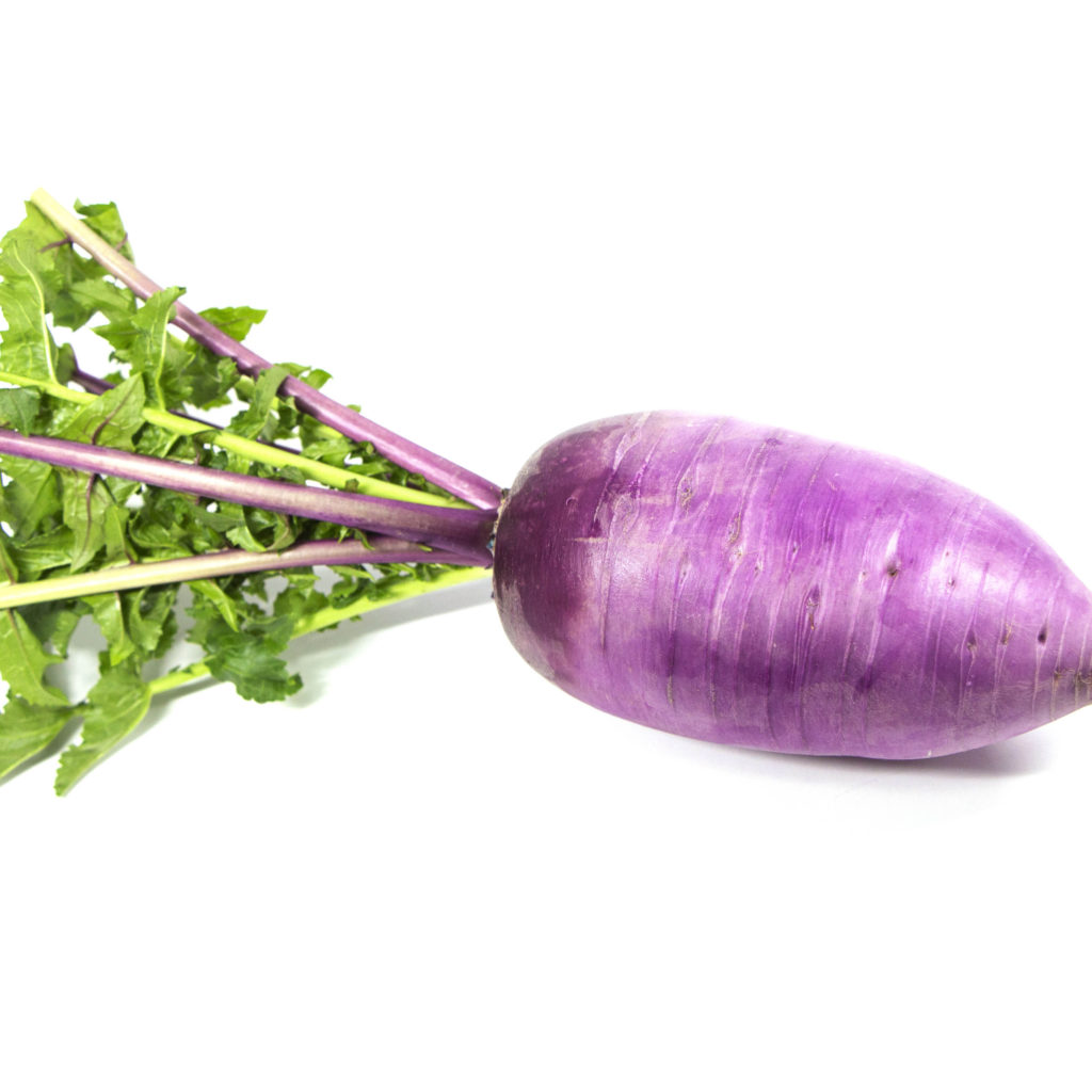 Radish Purple 자색무 Kseedz