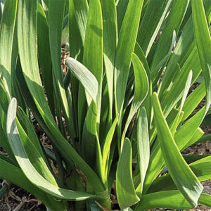 Dume Buchu : Korean chive - 두메부추