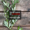 Korean mugwort : ssuk - 참쑥 - Image 3