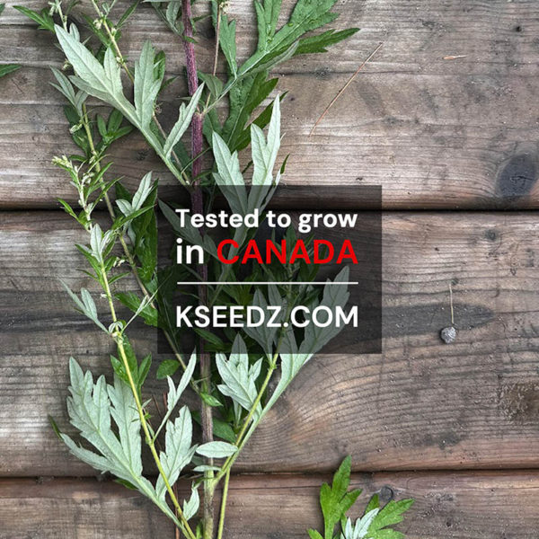 Korean mugwort : ssuk - 참쑥 - Image 3