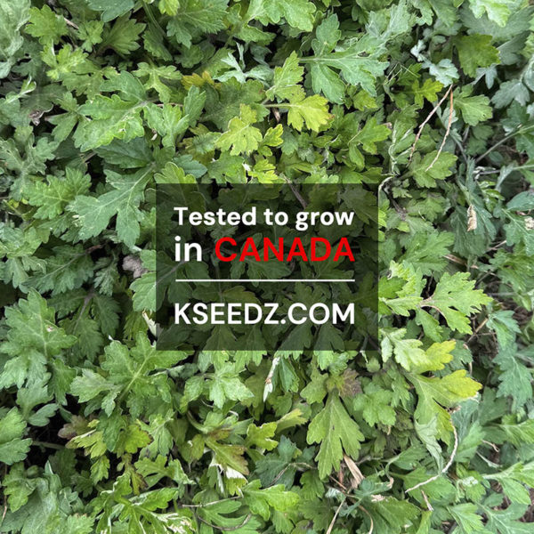 Korean mugwort : ssuk - 참쑥 - Image 2