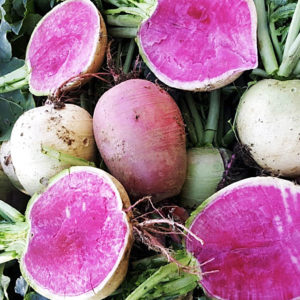 Radish Watermelon - 수박무
