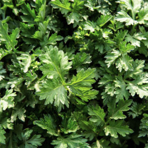 Korean mugwort : ssuk - 참쑥